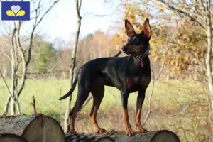 Mehr über den Artikel erfahren Deutscher Pinscher Züchter und Welpen in Region Brüssel-Hauptstadt