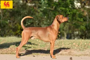 Mehr über den Artikel erfahren Deutscher Pinscher Züchter und Welpen in Wallonische Region