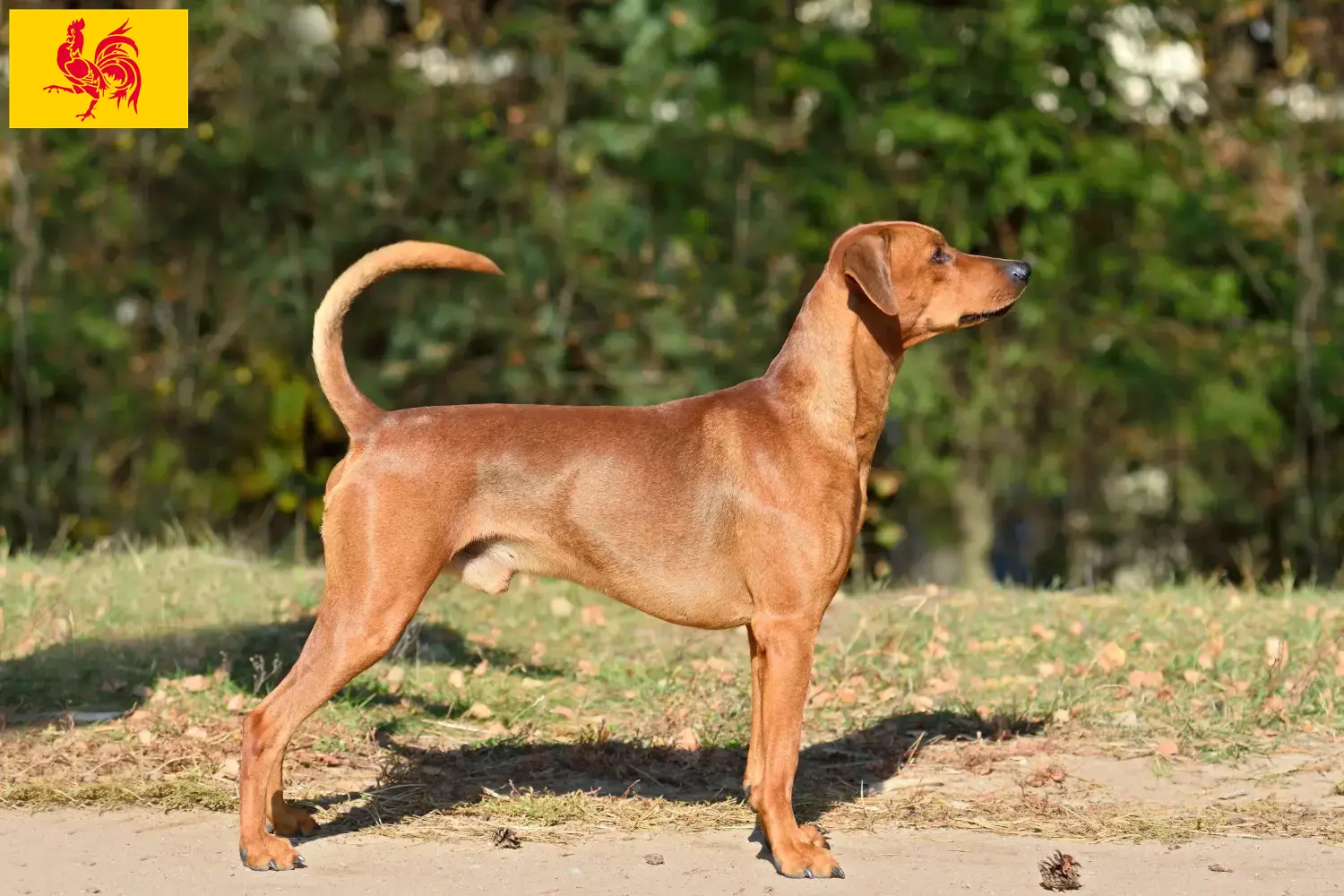Deutscher Pinscher Welpen und Züchter Wallonische Region Hier findest Du Deutsche Pinscher Züchter in Wallonische Region.