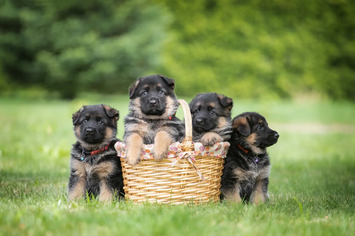 Einen Deutschen Schäferhund Welpen zu kaufen, bedeutet Verantwortung zu übernehmen! Deutscher Schäferhund Welpen kaufen.