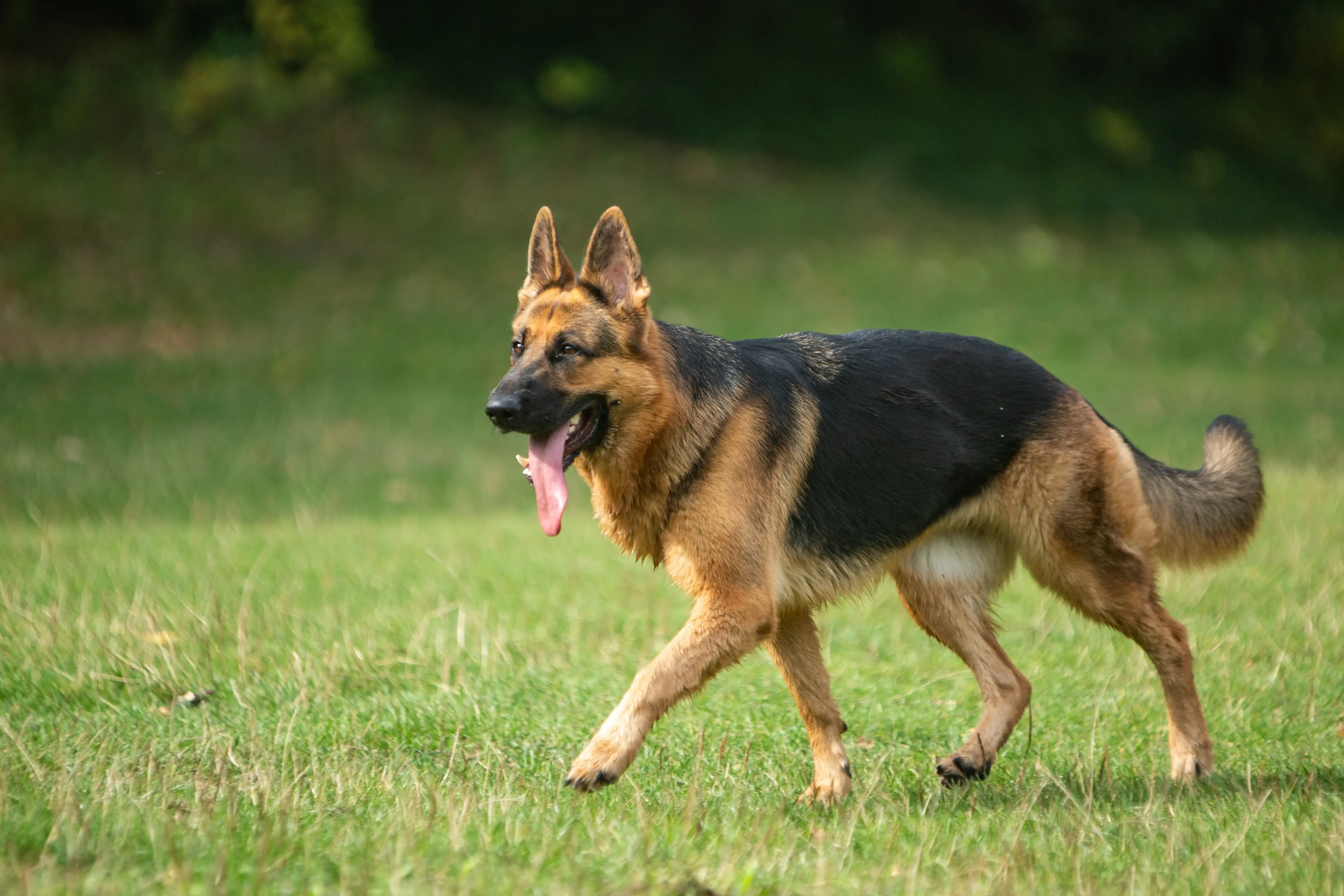 Deutscher Schäferhund Welpen und Züchter Hier findest Du Deutschen Schäferhunden Züchter in Deiner Nähe.
