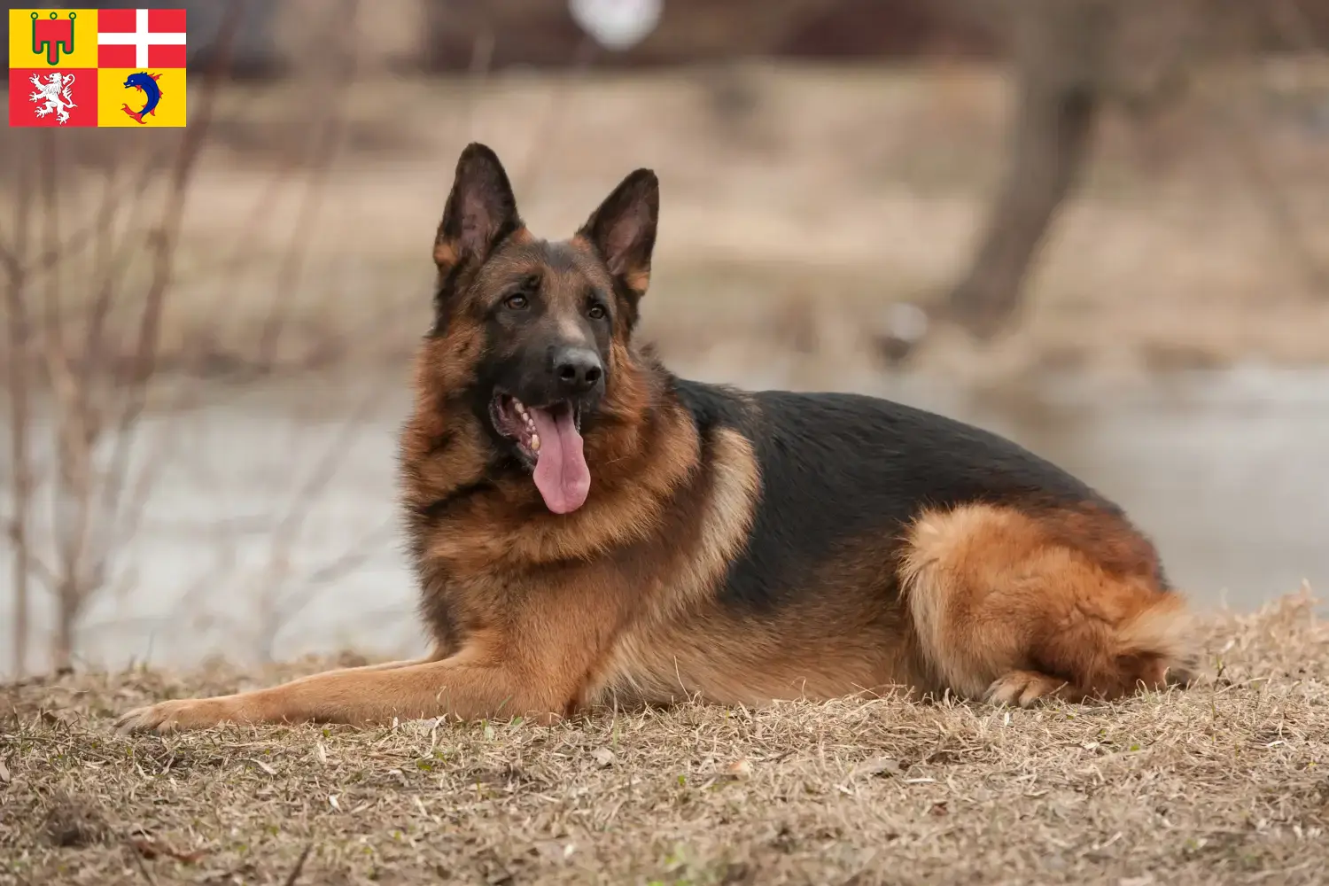 Deutscher Schäferhund Welpen und Züchter Auvergne-Rhône-Alpes Hier findest Du Deutschen Schäferhunden Züchter in Auvergne-Rhône-Alpes.