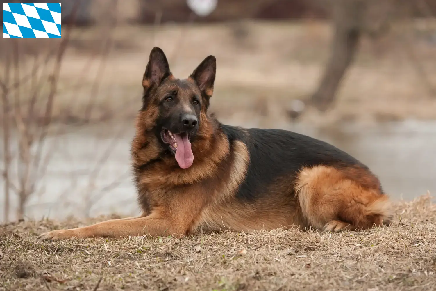 Deutscher Schäferhund Welpen und Züchter Bayern Hier findest Du Deutschen Schäferhunden Züchter in Bayern.