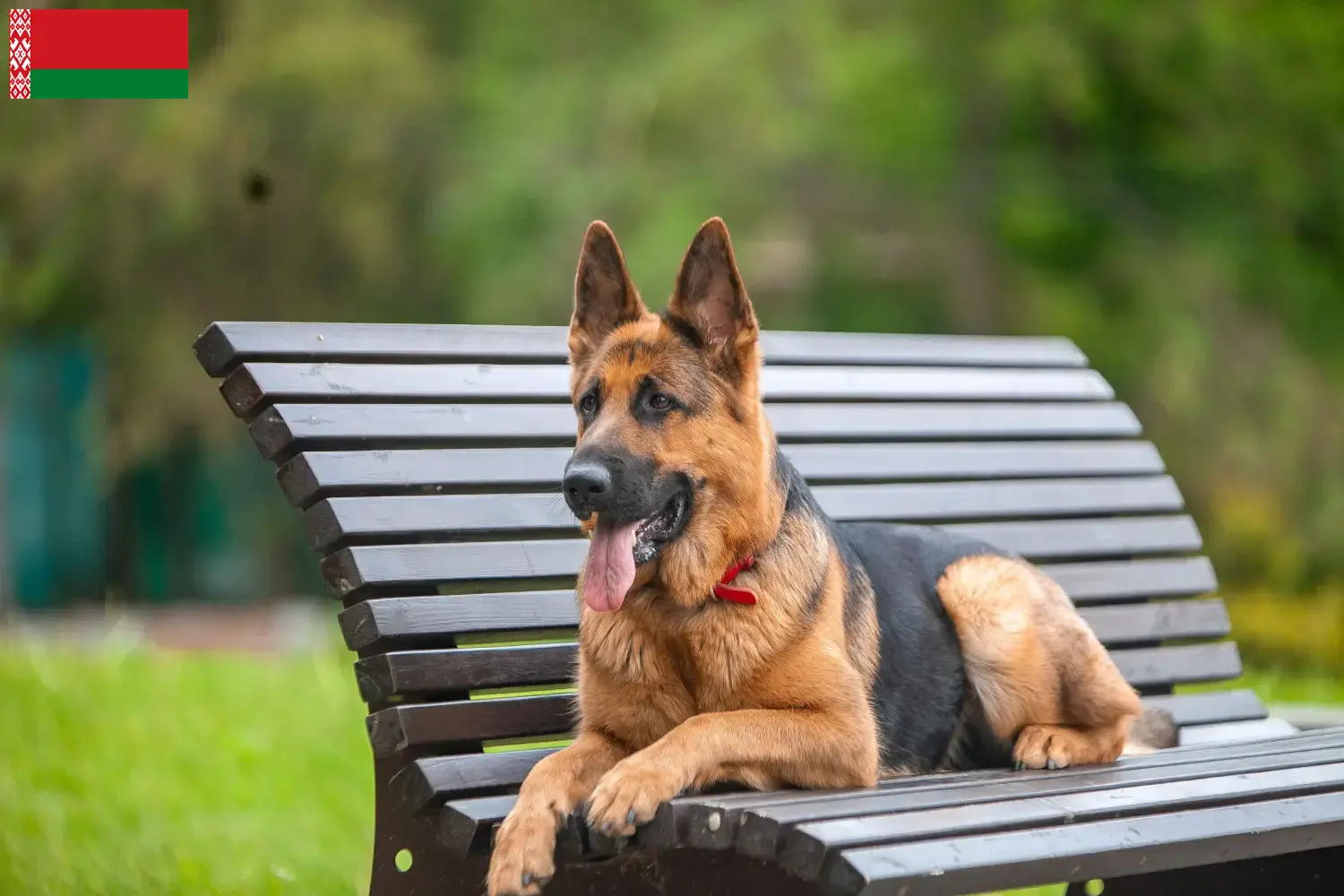 Deutscher Schäferhund Welpen und Züchter Belarus Hier findest Du Deutschen Schäferhunden Züchter in Belarus.