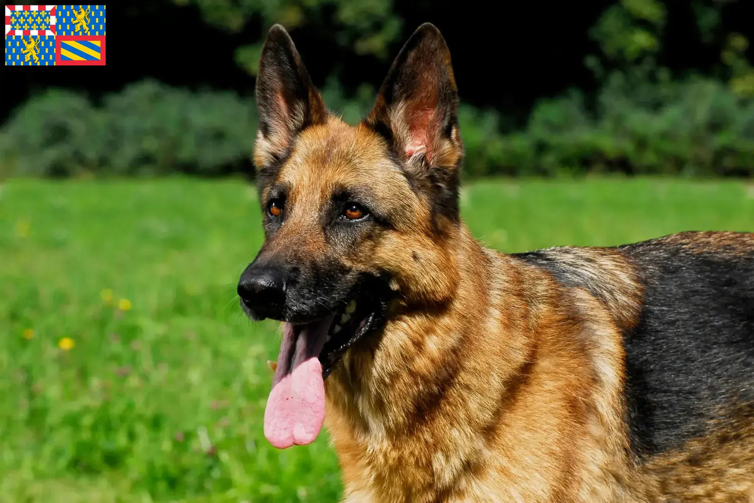 Deutscher Schäferhund Welpen und Züchter Bourgogne-Franche-Comté Hier findest Du Deutschen Schäferhunden Züchter in Bourgogne-Franche-Comté.