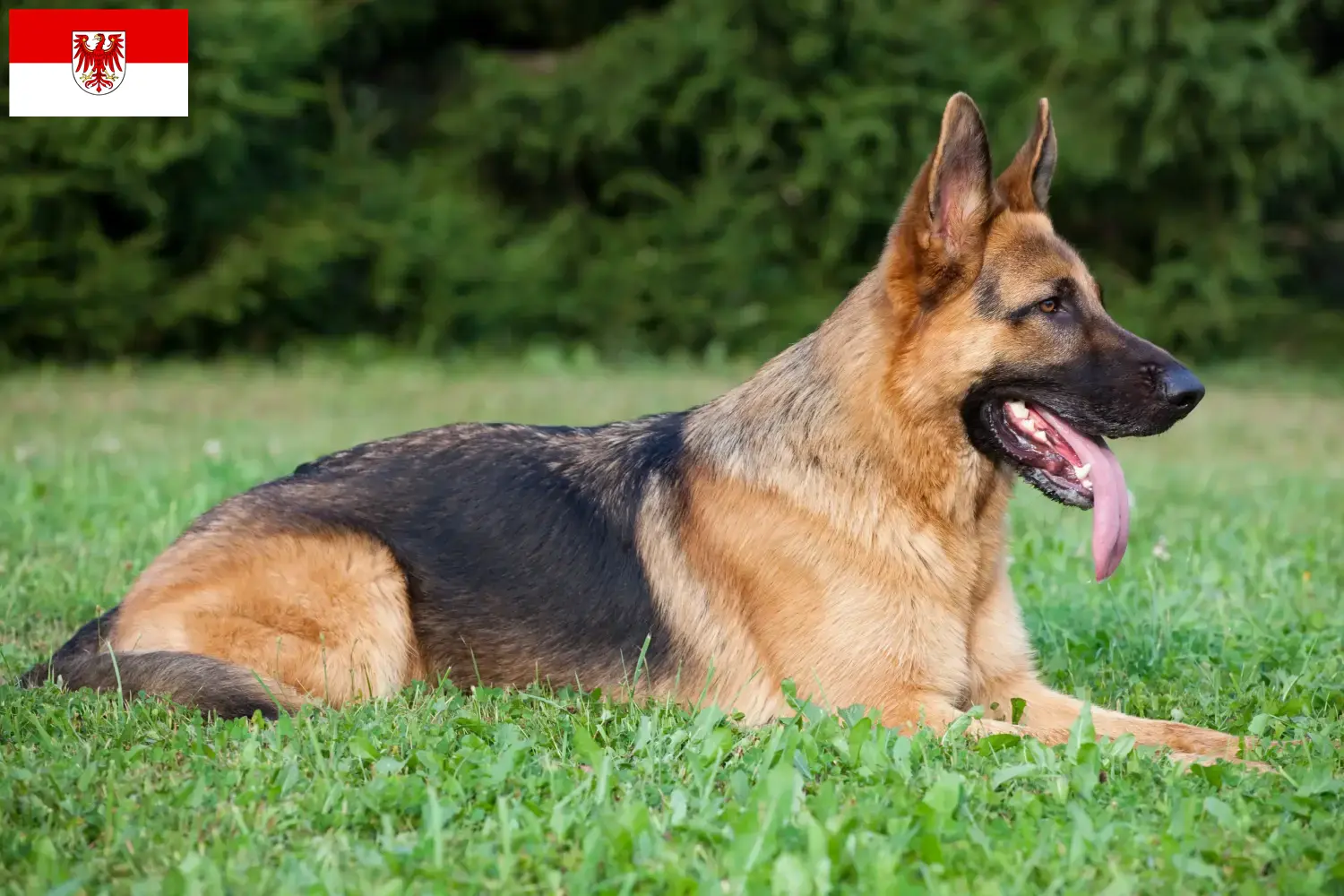 Deutscher Schäferhund Welpen und Züchter Brandenburg Hier findest Du Deutschen Schäferhunden Züchter in Brandenburg.