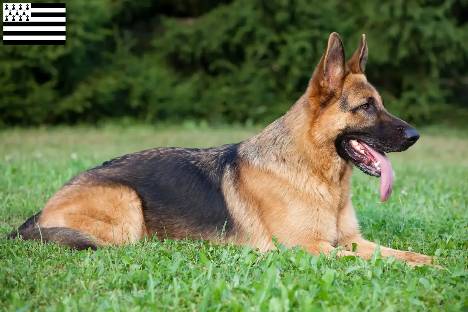 Deutscher Schäferhund Welpen und Züchter Bretagne Hier findest Du Deutschen Schäferhunden Züchter in der Bretagne .