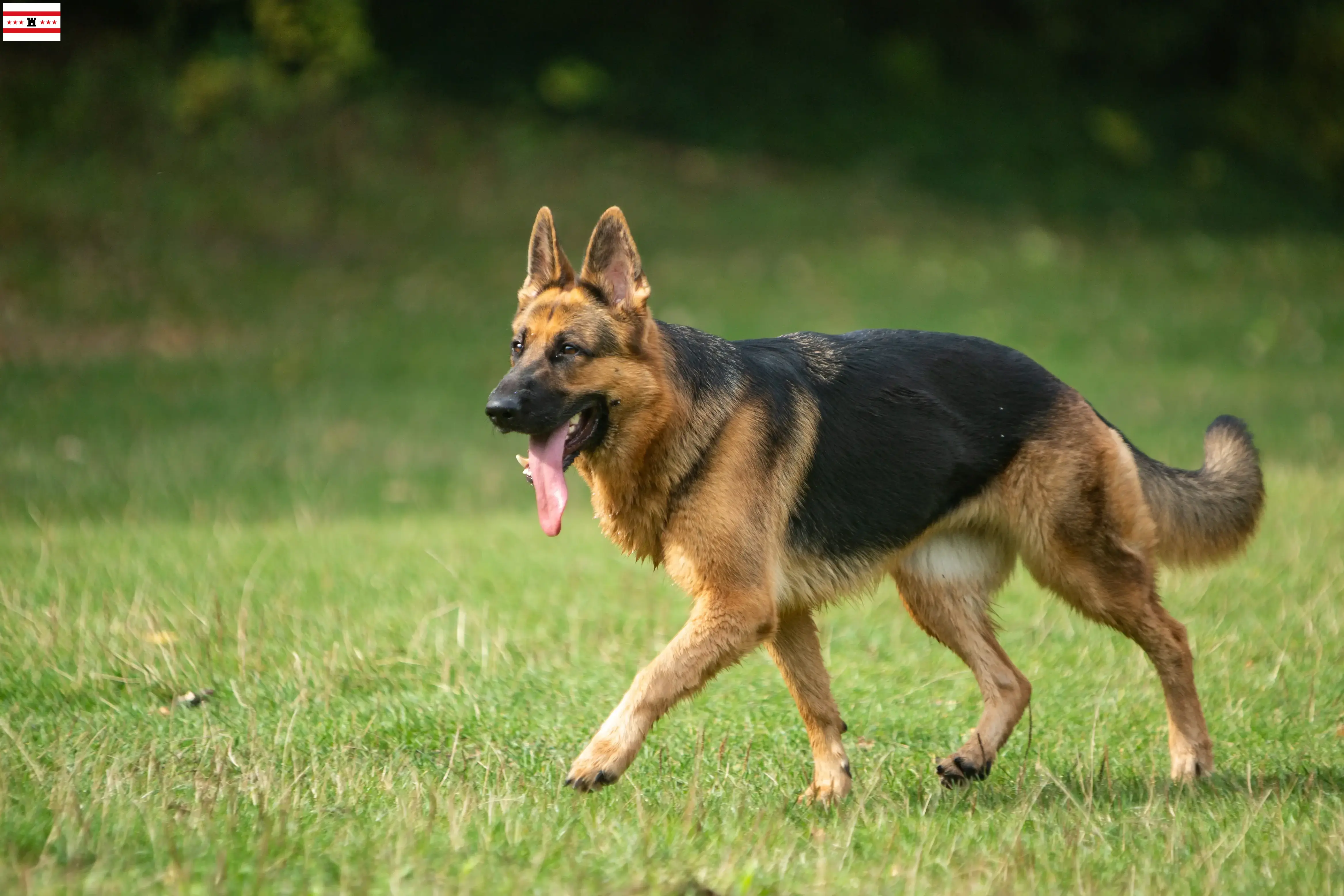 Deutscher Schäferhund Welpen und Züchter Drenthe Hier findest Du Deutschen Schäferhunden Züchter in Drenthe.