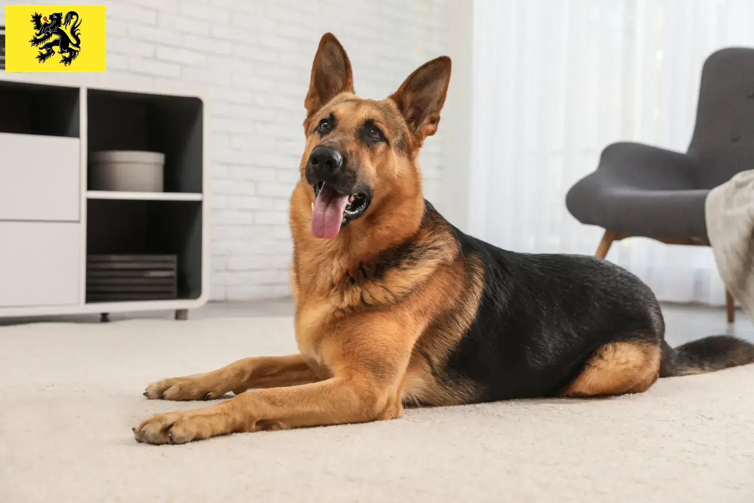Deutscher Schäferhund Welpen und Züchter Flandern Hier findest Du Deutschen Schäferhunden Züchter in Flandern.