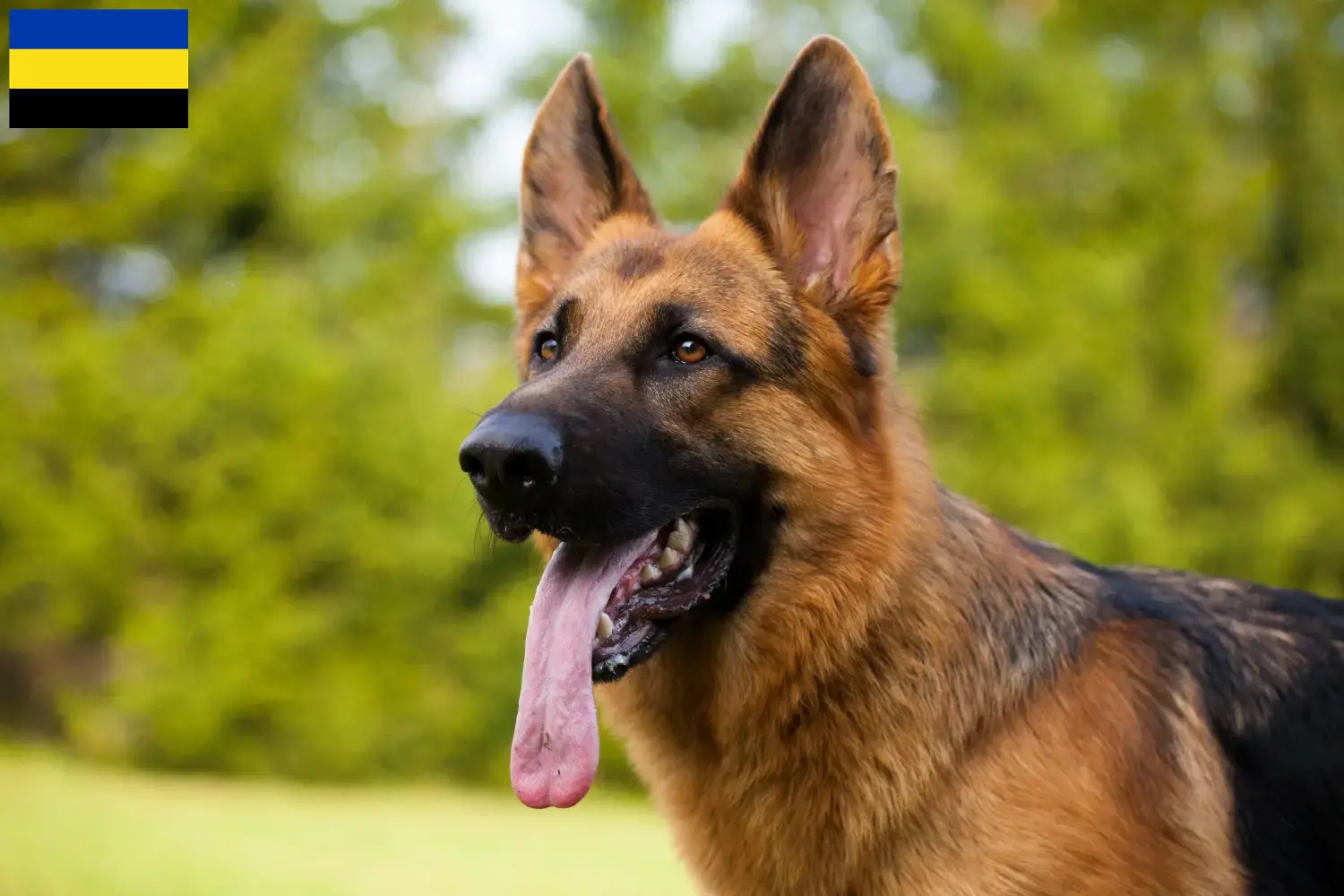 Deutscher Schäferhund Welpen und Züchter Gelderland Hier findest Du Deutschen Schäferhunden Züchter in Gelderland.