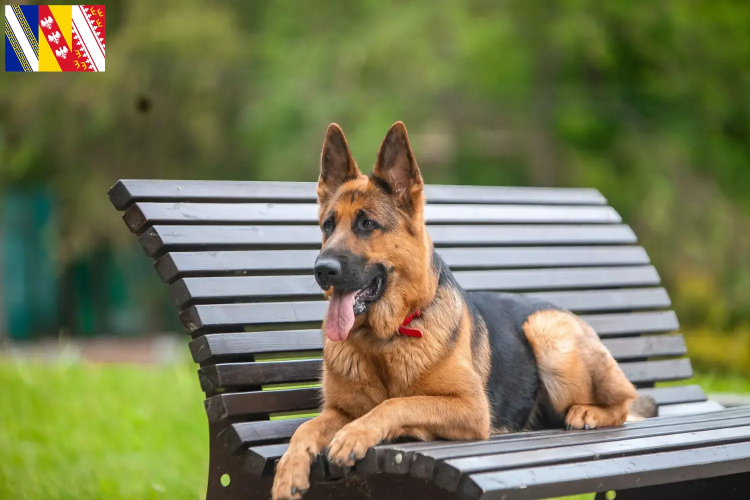 Deutscher Schäferhund Welpen und Züchter Grand Est Hier findest Du Deutschen Schäferhunden Züchter in Grand Est.