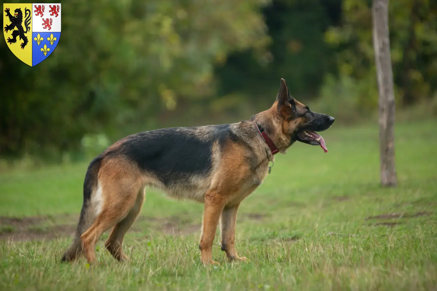 Deutscher Schäferhund Welpen und Züchter Hauts-de-France Hier findest Du Deutschen Schäferhunden Züchter in Hauts-de-France.