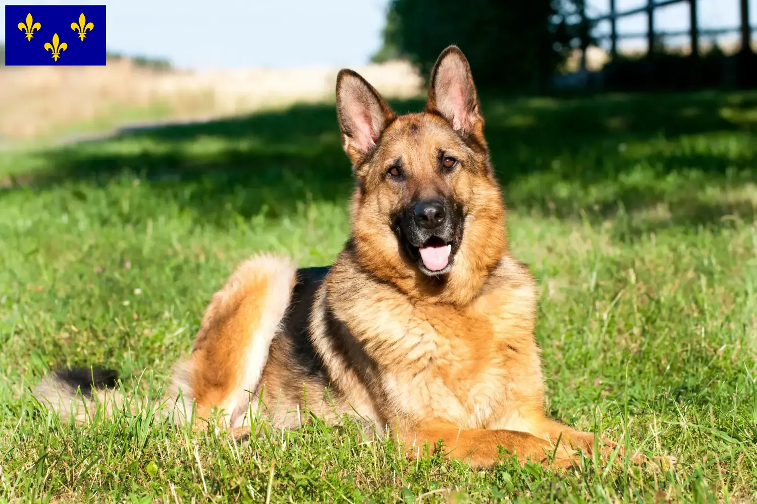 Deutscher Schäferhund Welpen und Züchter Île-de-France Hier findest Du Deutschen Schäferhunden Züchter in Île-de-France.