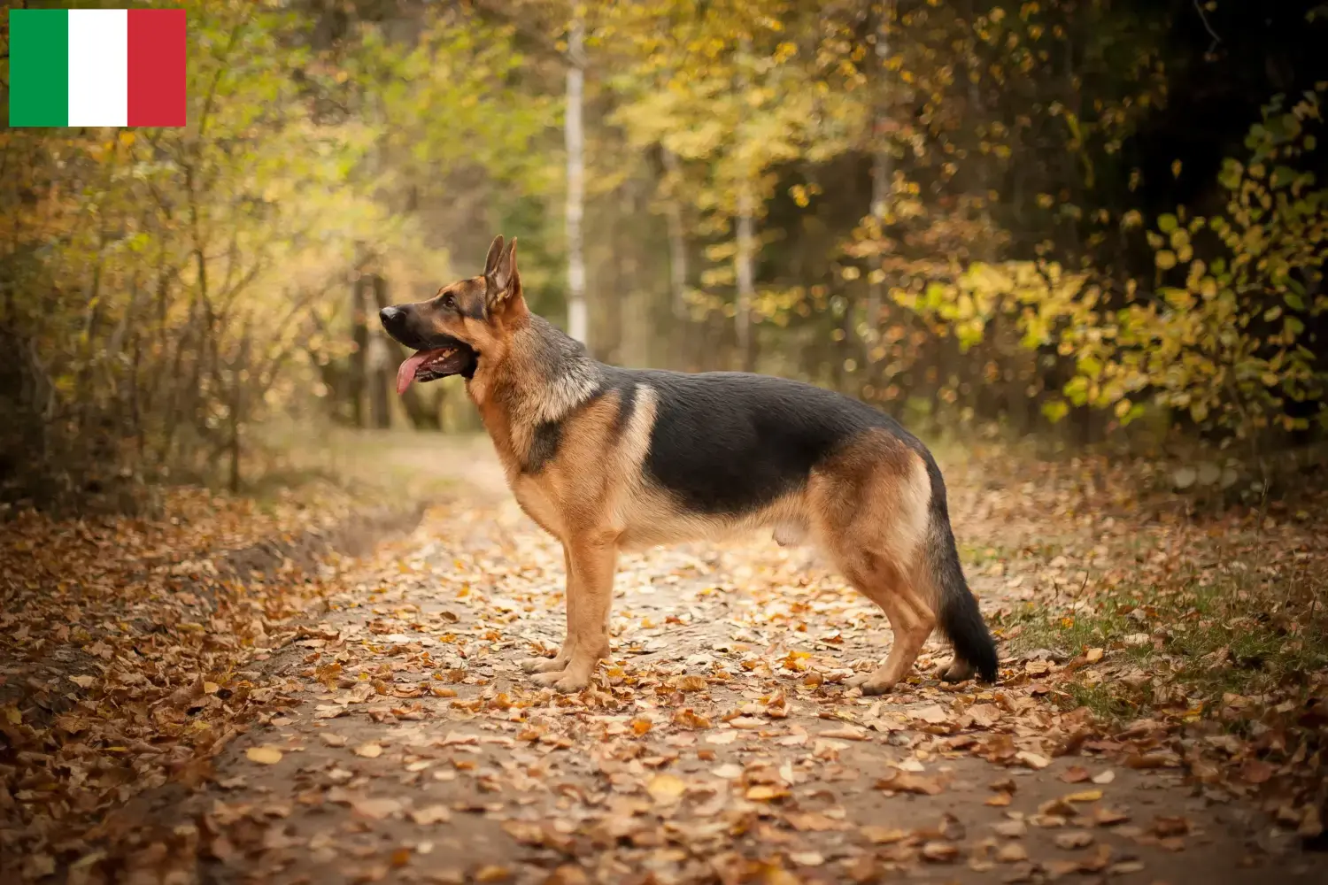 Deutscher Schäferhund Welpen und Züchter Italien Hier findest Du Deutschen Schäferhunden Züchter in Italien.