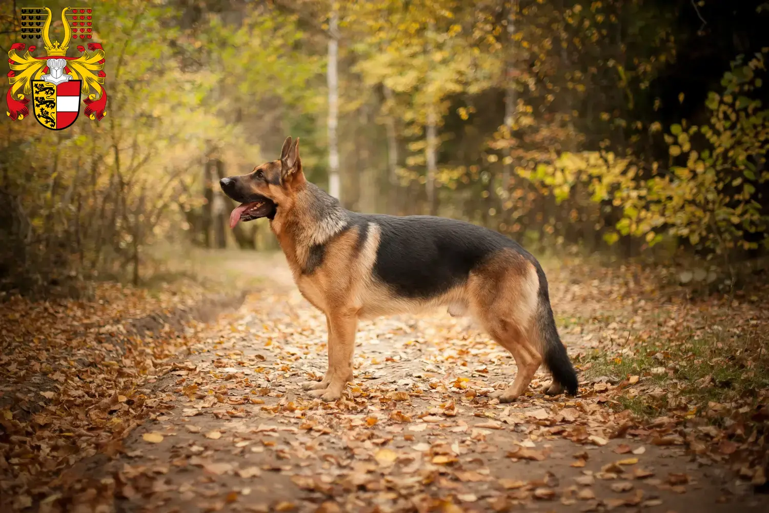 Deutscher Schäferhund Welpen und Züchter Kärnten Hier findest Du Deutschen Schäferhunden Züchter in Kärnten.