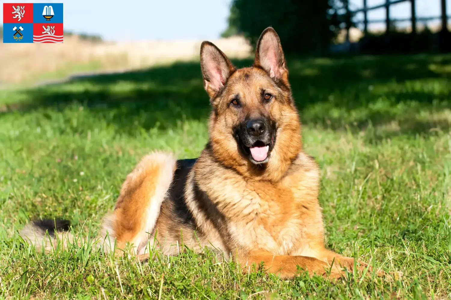 Deutscher Schäferhund Welpen und Züchter Karlsbad Hier findest Du Deutschen Schäferhunden Züchter in Karlsbad.