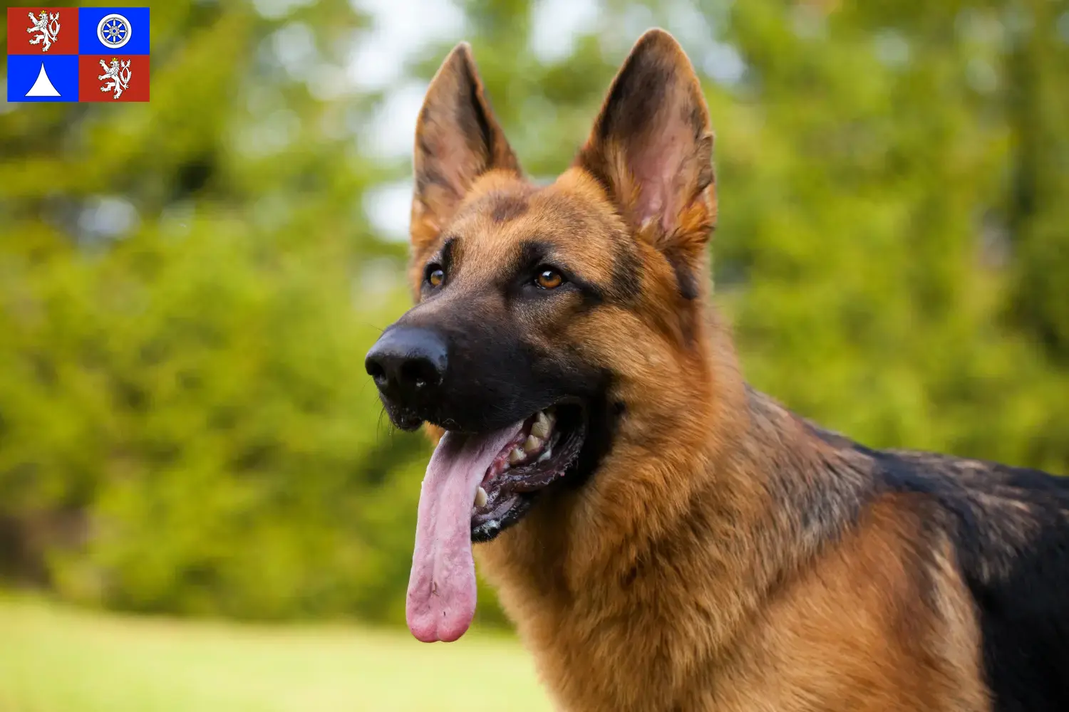 Deutscher Schäferhund Welpen und Züchter Liberec Hier findest Du Deutschen Schäferhunden Züchter in Liberec.