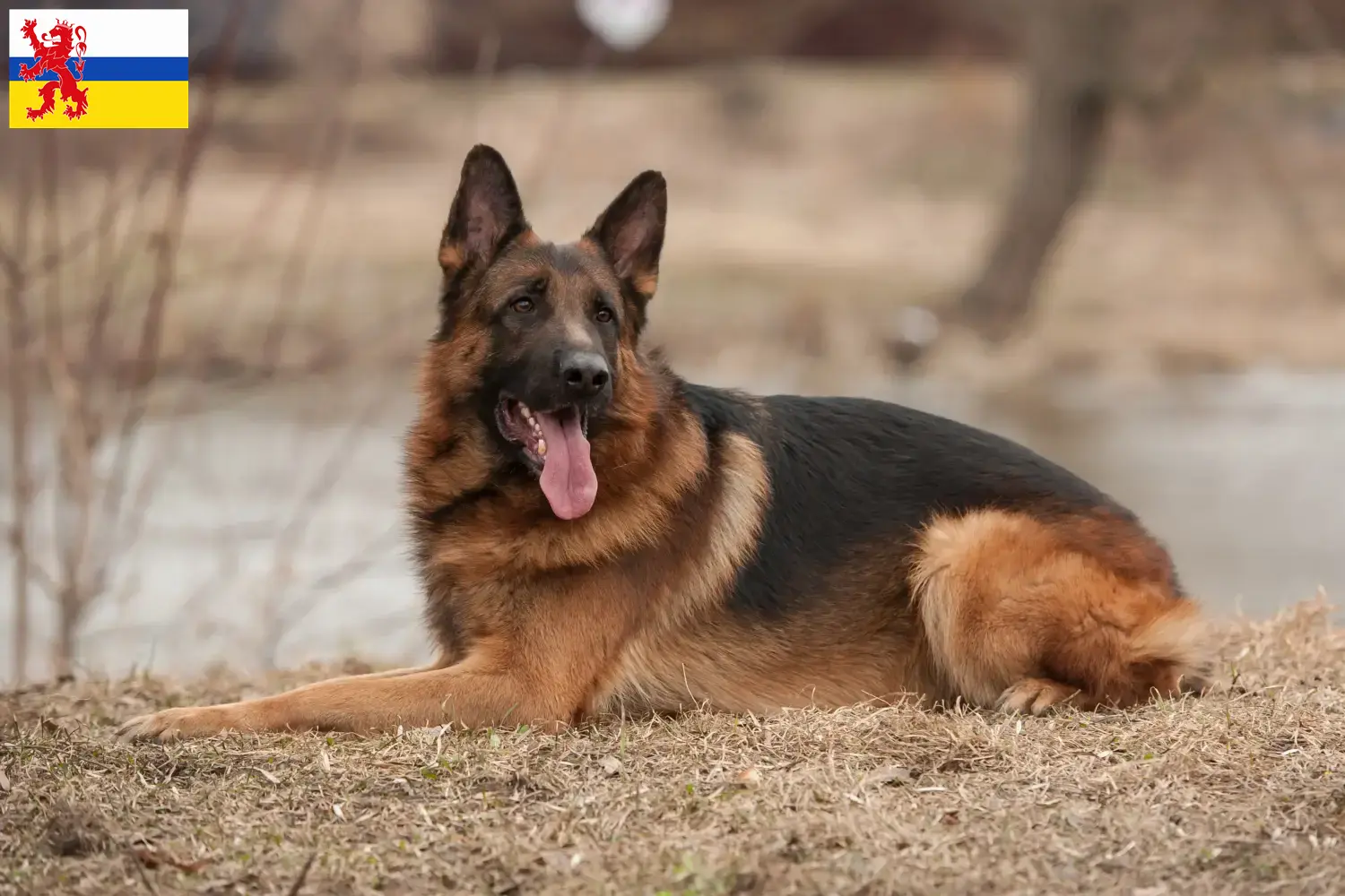 Deutscher Schäferhund Welpen und Züchter Limburg Hier findest Du Deutschen Schäferhunden Züchter in Limburg.