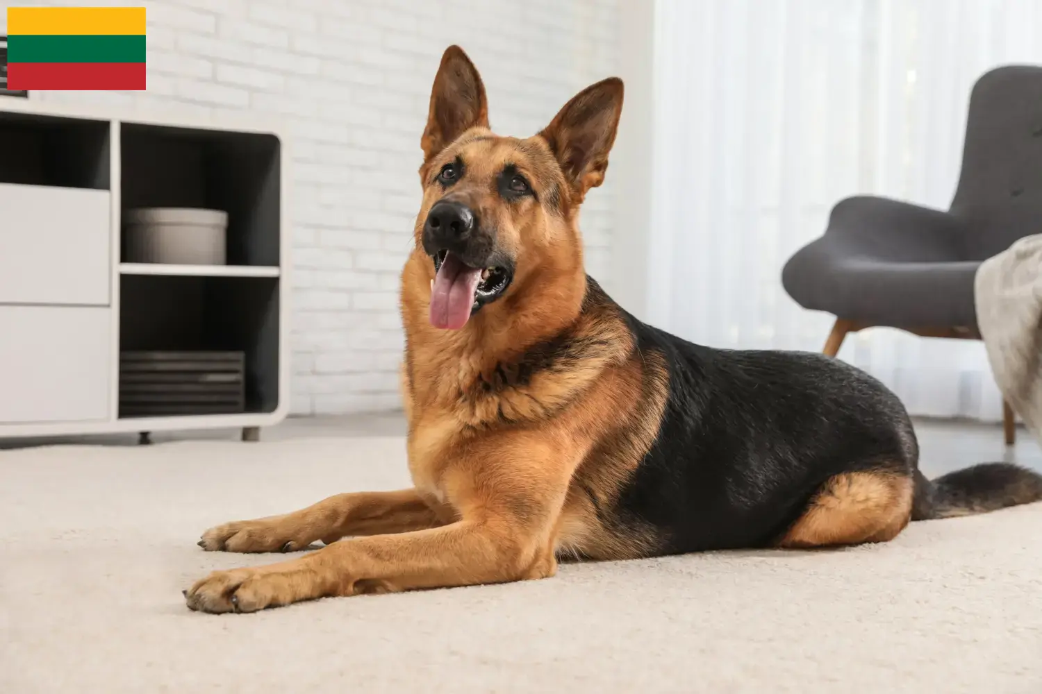 Deutscher Schäferhund Welpen und Züchter Litauen Hier findest Du Deutschen Schäferhunden Züchter in Litauen.