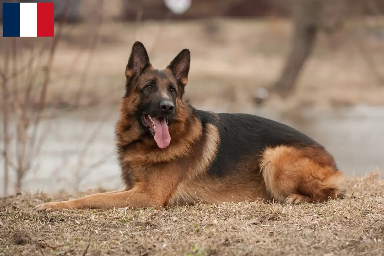 Deutscher Schäferhund Welpen und Züchter Mayotte Hier findest Du Deutschen Schäferhunden Züchter in Mayotte.