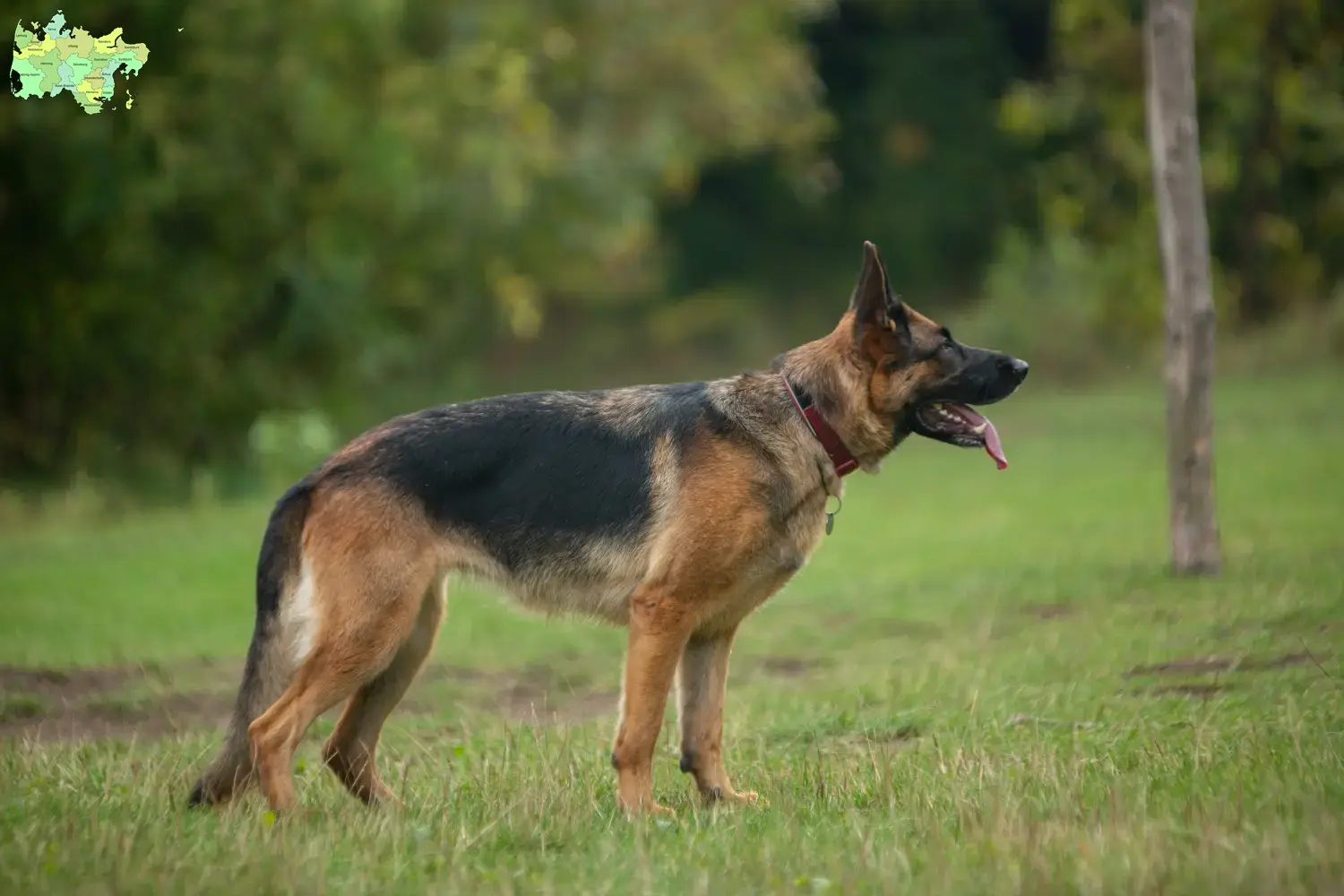 Deutscher Schäferhund Welpen und Züchter Midtjylland Hier findest Du Deutschen Schäferhunden Züchter in Midtjylland.
