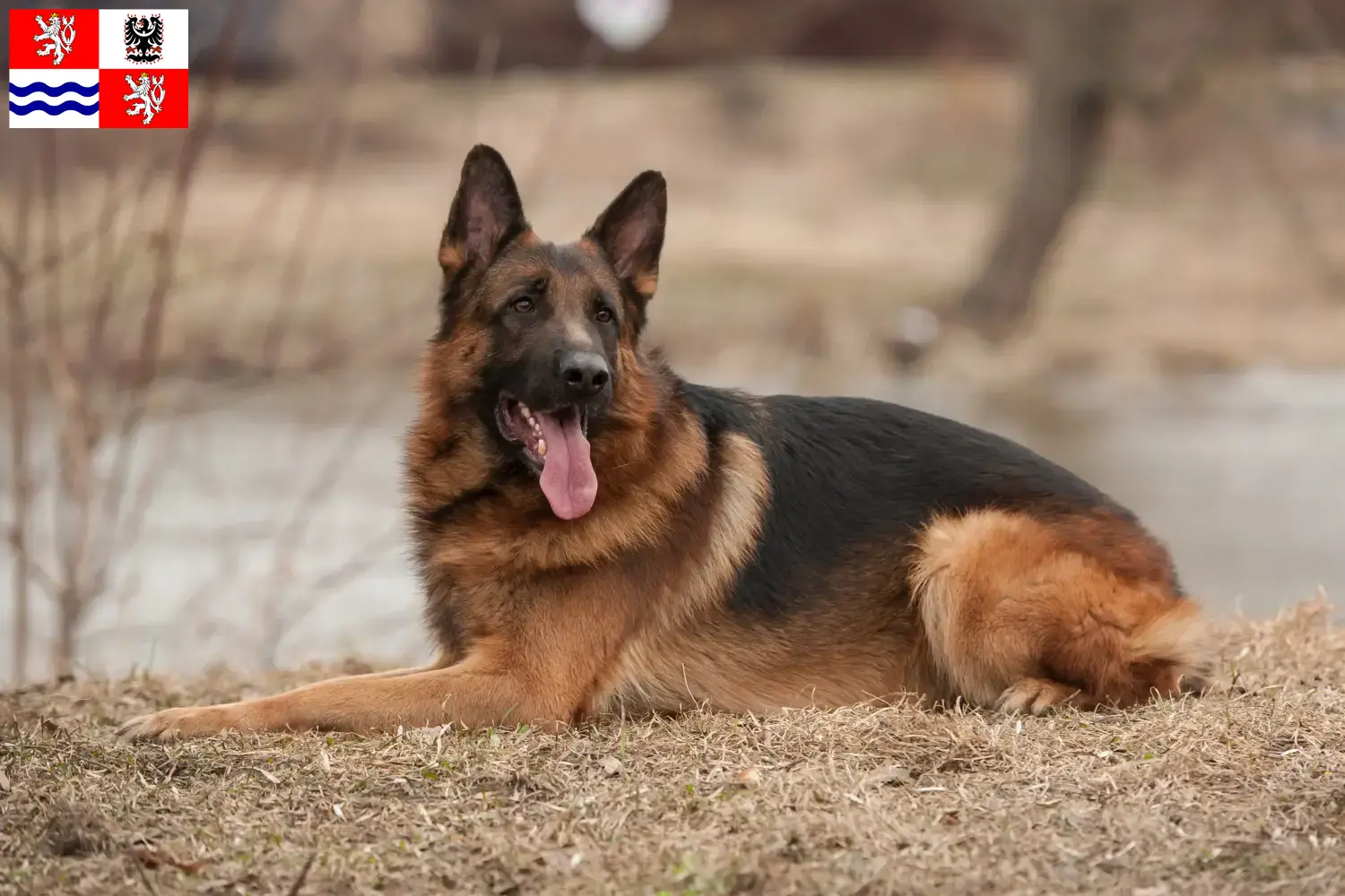 Deutscher Schäferhund Welpen und Züchter Mittelböhmen Hier findest Du Deutschen Schäferhunden Züchter in Mittelböhmen.