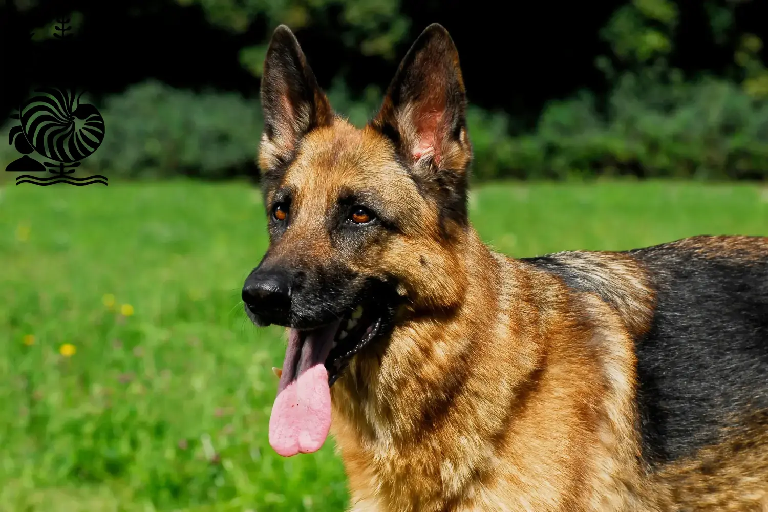 Deutscher Schäferhund Welpen und Züchter Neukaledonien Hier findest Du Deutschen Schäferhunden Züchter in Neukaledonien.