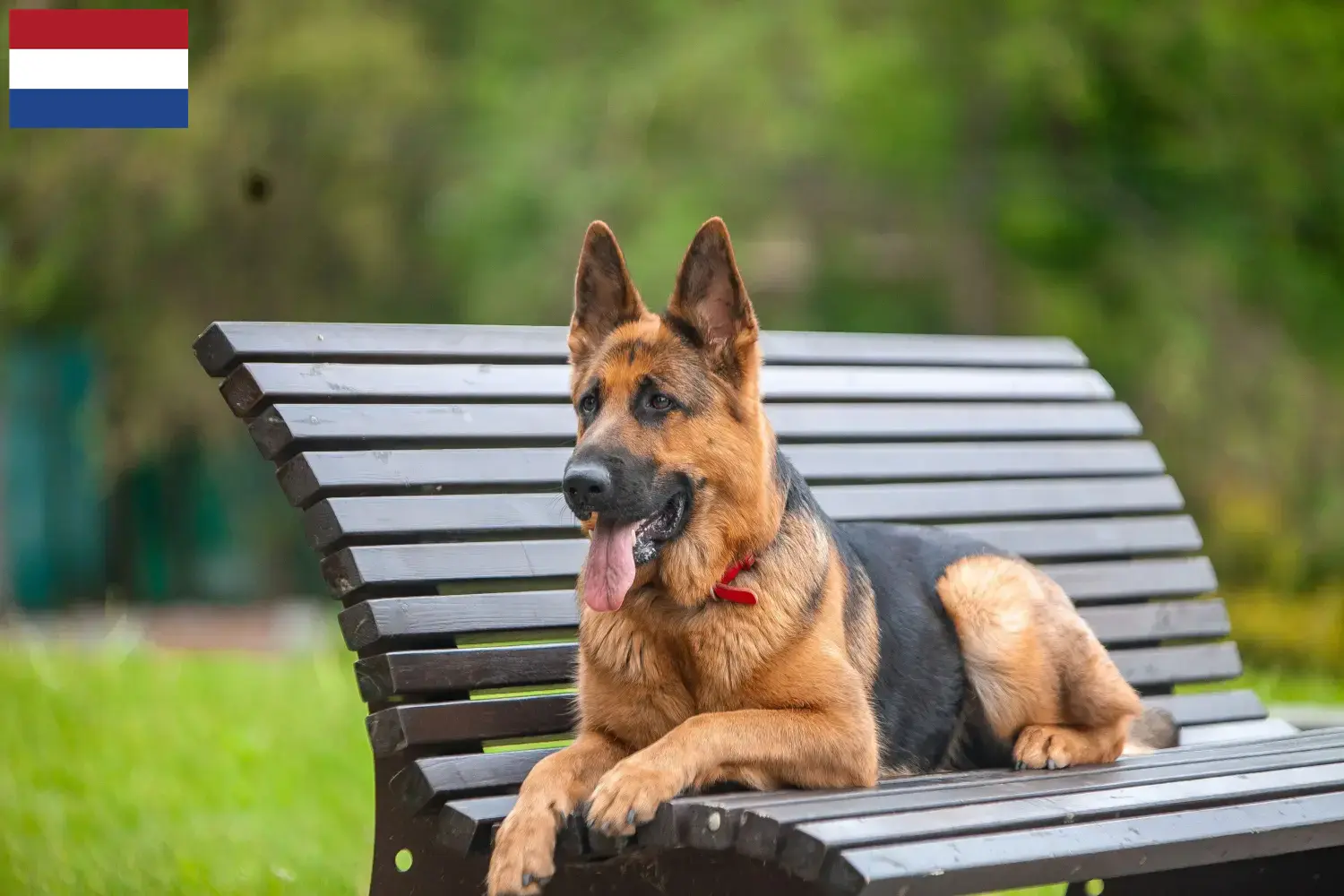 Deutscher Schäferhund Welpen und Züchter Niederlande Hier findest Du Deutschen Schäferhunden Züchter in den Niederlanden.
