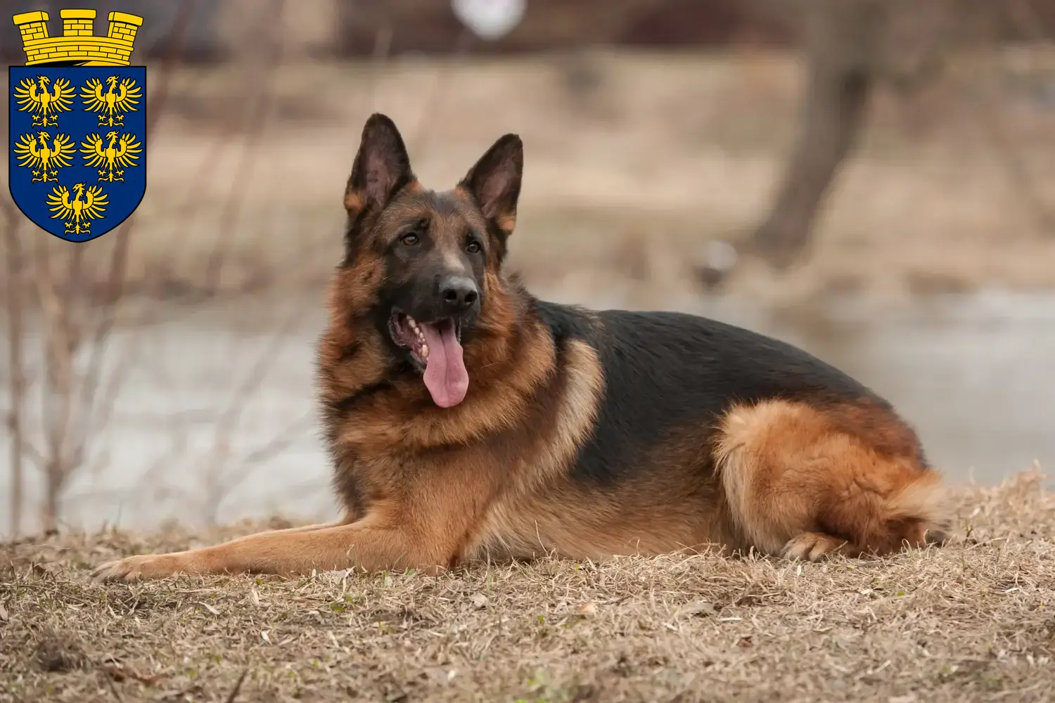 Deutscher Schäferhund Welpen und Züchter Niederösterreich Hier findest Du Deutschen Schäferhunden Züchter in Niederösterreich.