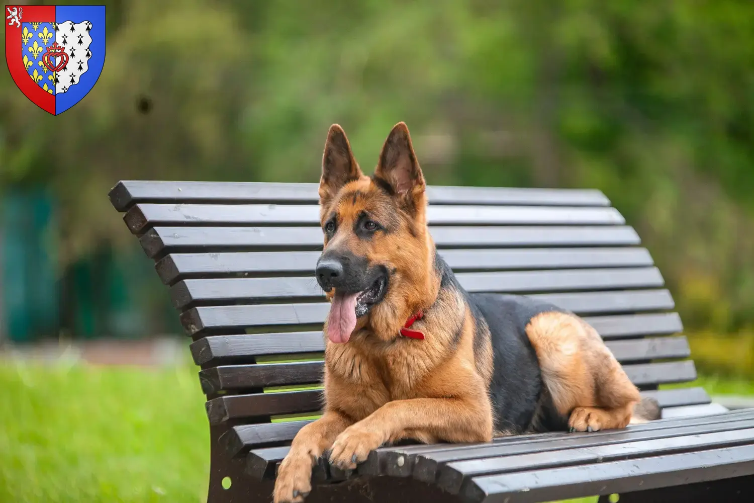 Deutscher Schäferhund Welpen und Züchter Pays de la Loire Hier findest Du Deutschen Schäferhunden Züchter in Pays de la Loire.