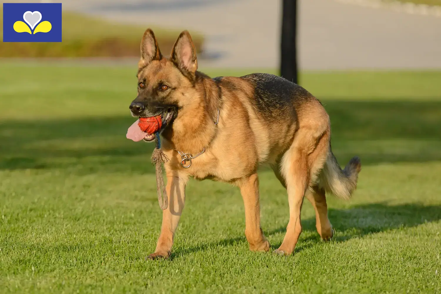 Deutscher Schäferhund Welpen und Züchter Region Brüssel-Hauptstadt Hier findest Du Deutschen Schäferhunden Züchter in Region Brüssel-Hauptstadt.
