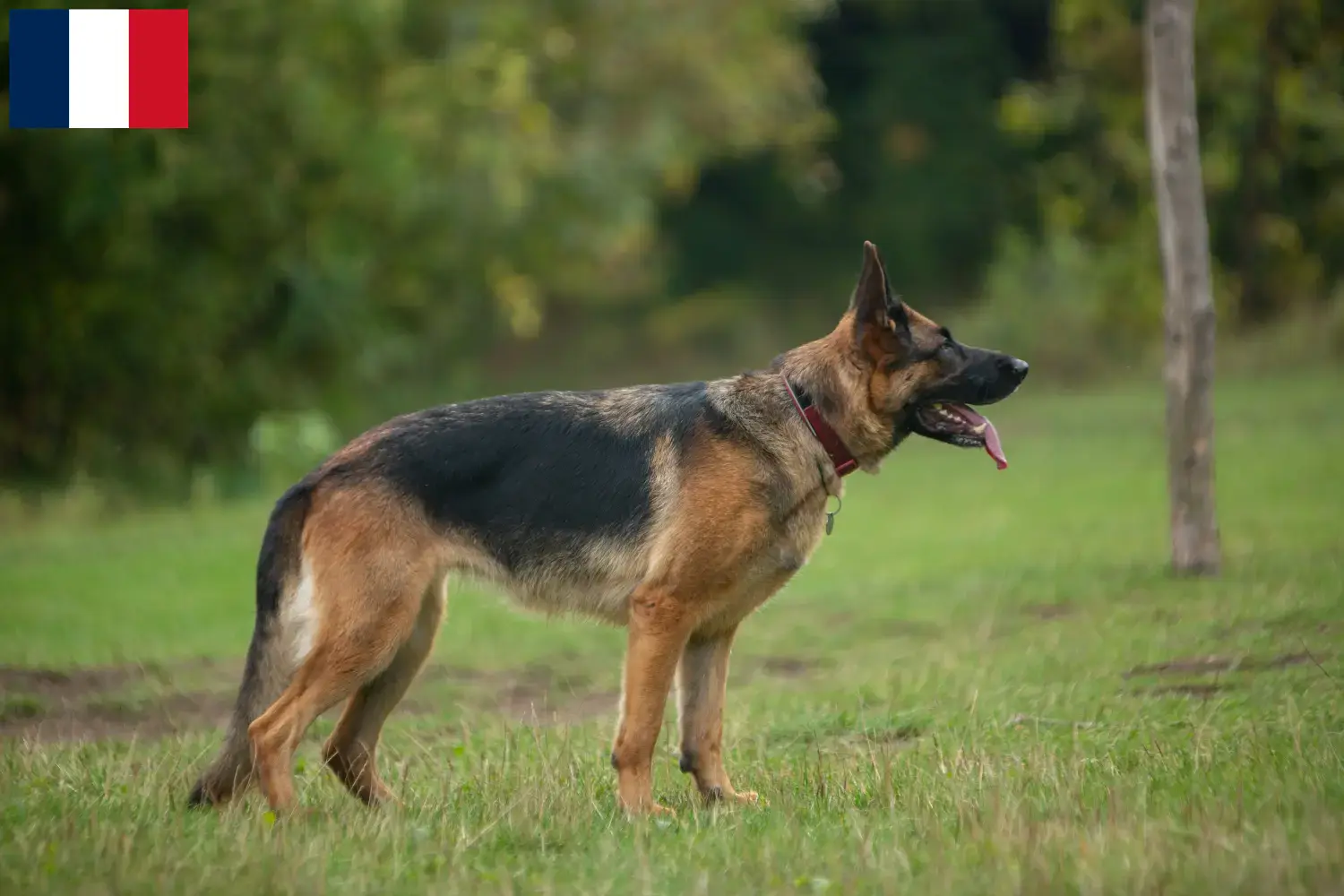 Deutscher Schäferhund Welpen und Züchter Réunion Hier findest Du Deutschen Schäferhunden Züchter auf Réunion.