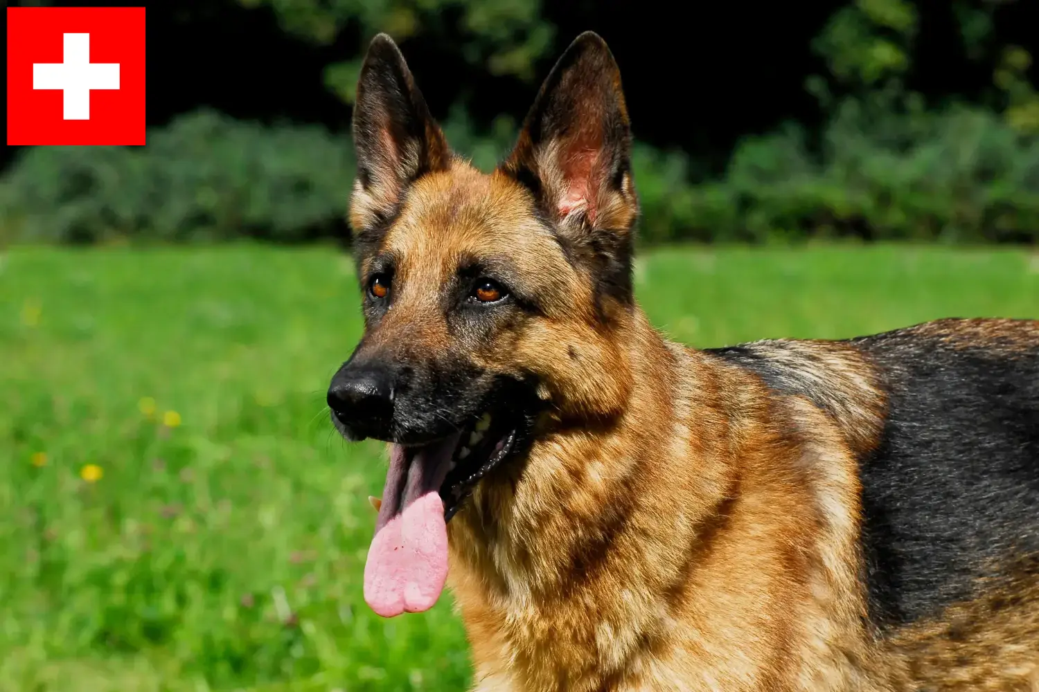 Deutscher Schäferhund Welpen und Züchter Schweiz Hier findest Du Deutschen Schäferhunden Züchter in der Schweiz.