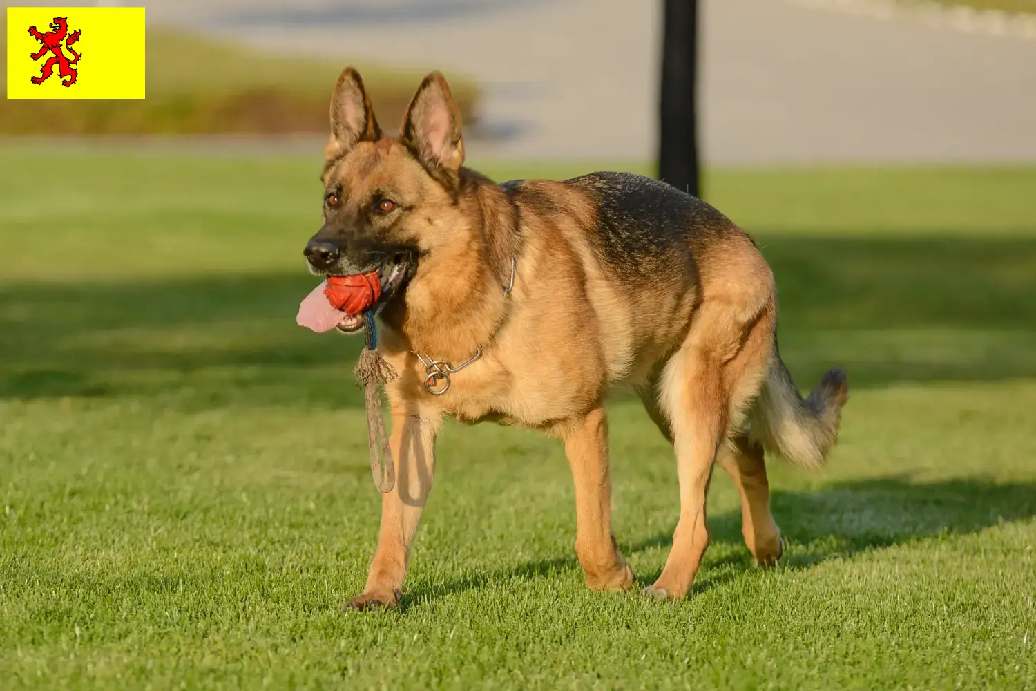 Deutscher Schäferhund Welpen und Züchter Südholland Hier findest Du Deutschen Schäferhunden Züchter in Südholland.