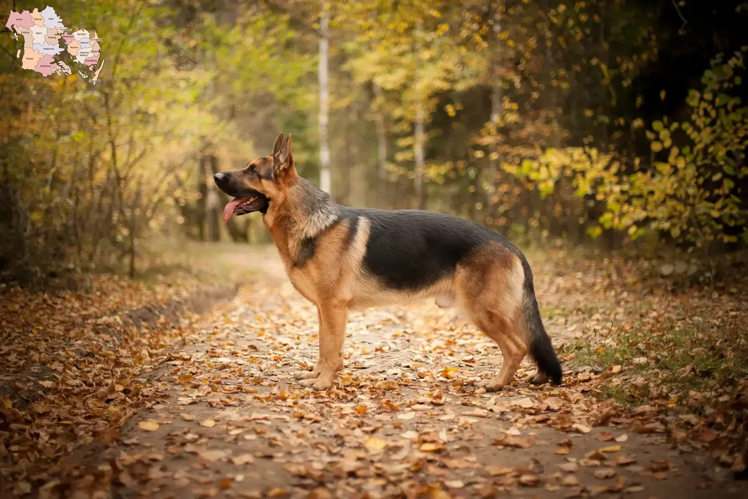 Deutscher Schäferhund Welpen und Züchter Syddanmark Hier findest Du Deutschen Schäferhunden Züchter in Syddanmark.