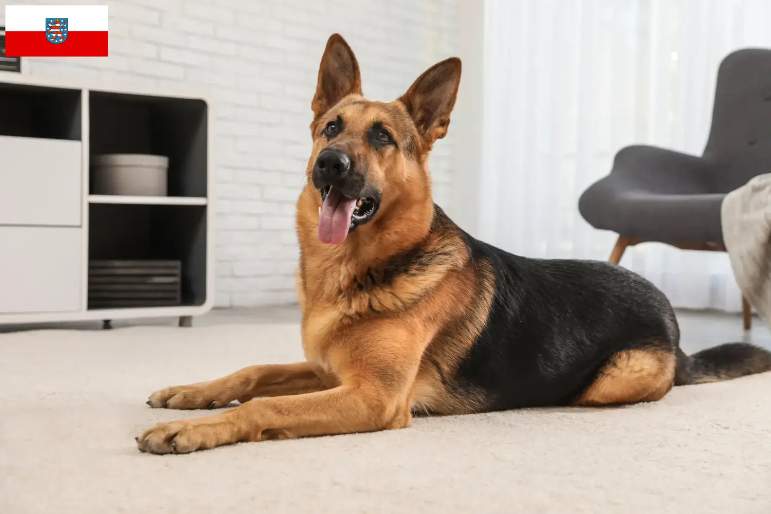 Deutscher Schäferhund Welpen und Züchter Thüringen Hier findest Du Deutschen Schäferhunden Züchter in Thüringen.