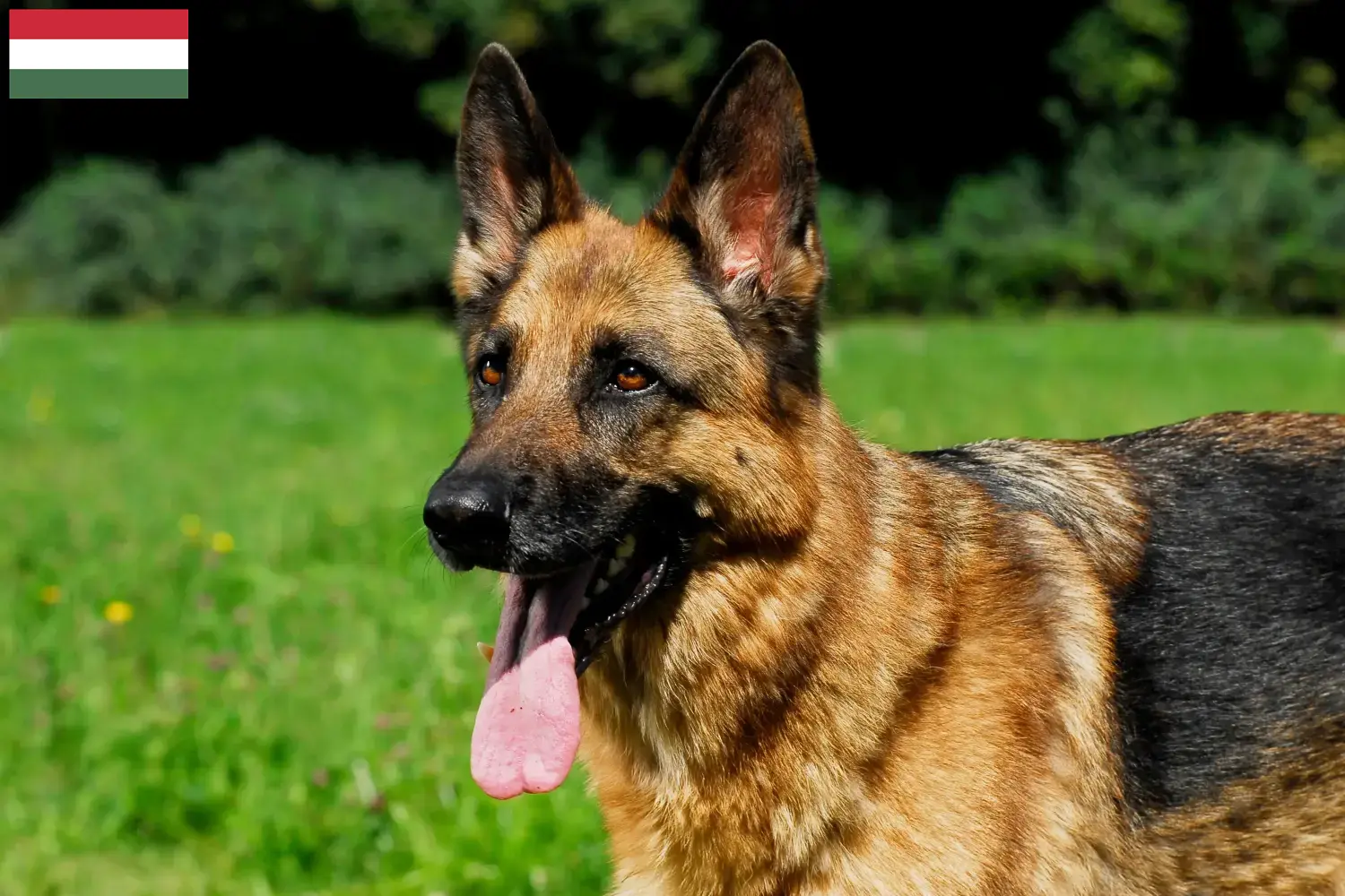 Deutscher Schäferhund Welpen und Züchter Ungarn Hier findest Du Deutschen Schäferhunden Züchter in Ungarn.