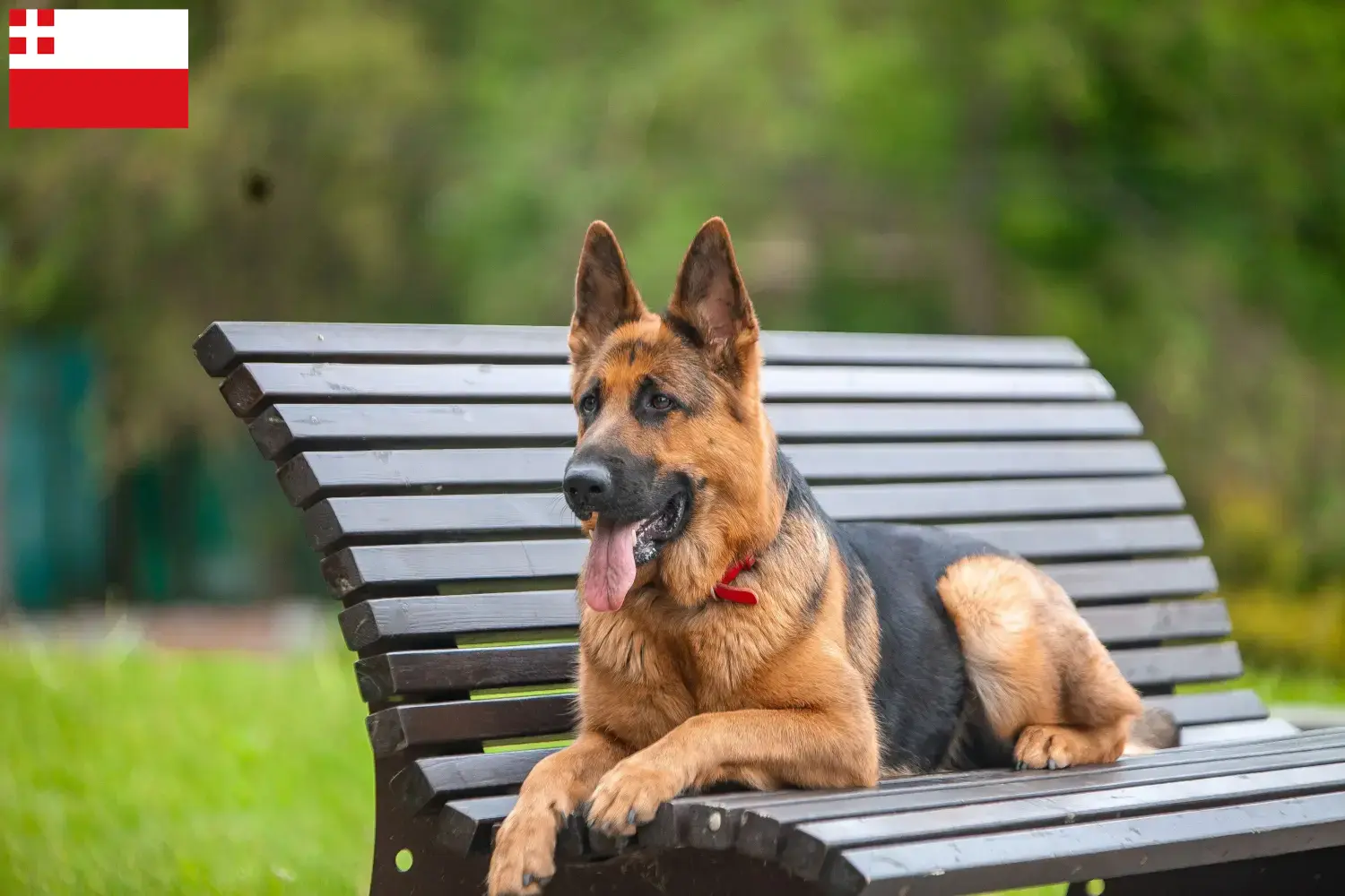 Deutscher Schäferhund Welpen und Züchter Utrecht Hier findest Du Deutschen Schäferhunden Züchter in Utrecht.