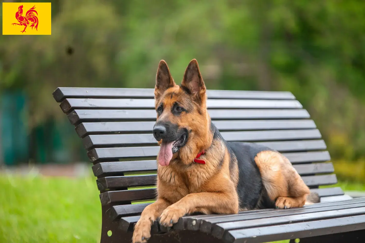 Deutscher Schäferhund Welpen und Züchter Wallonische Region Hier findest Du Deutschen Schäferhunden Züchter in Wallonische Region.