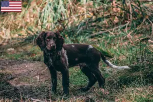 Mehr über den Artikel erfahren Deutscher Wachtelhund Züchter und Welpen in den USA