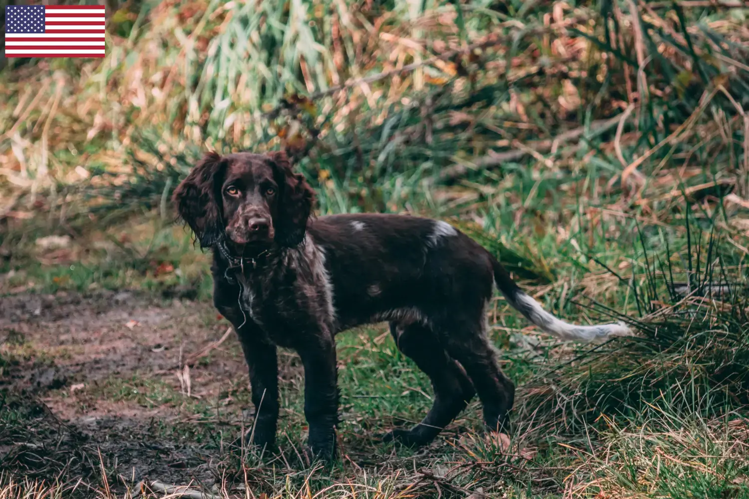 Deutscher Wachtelhund Welpen und Züchter USA Hier findest Du Deutsche Wachtelhunde Züchter in den USA.