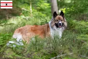 Mehr über den Artikel erfahren Elo Züchter und Welpen in Drenthe