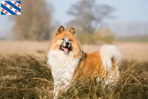 Mehr über den Artikel erfahren Elo Züchter und Welpen in Friesland