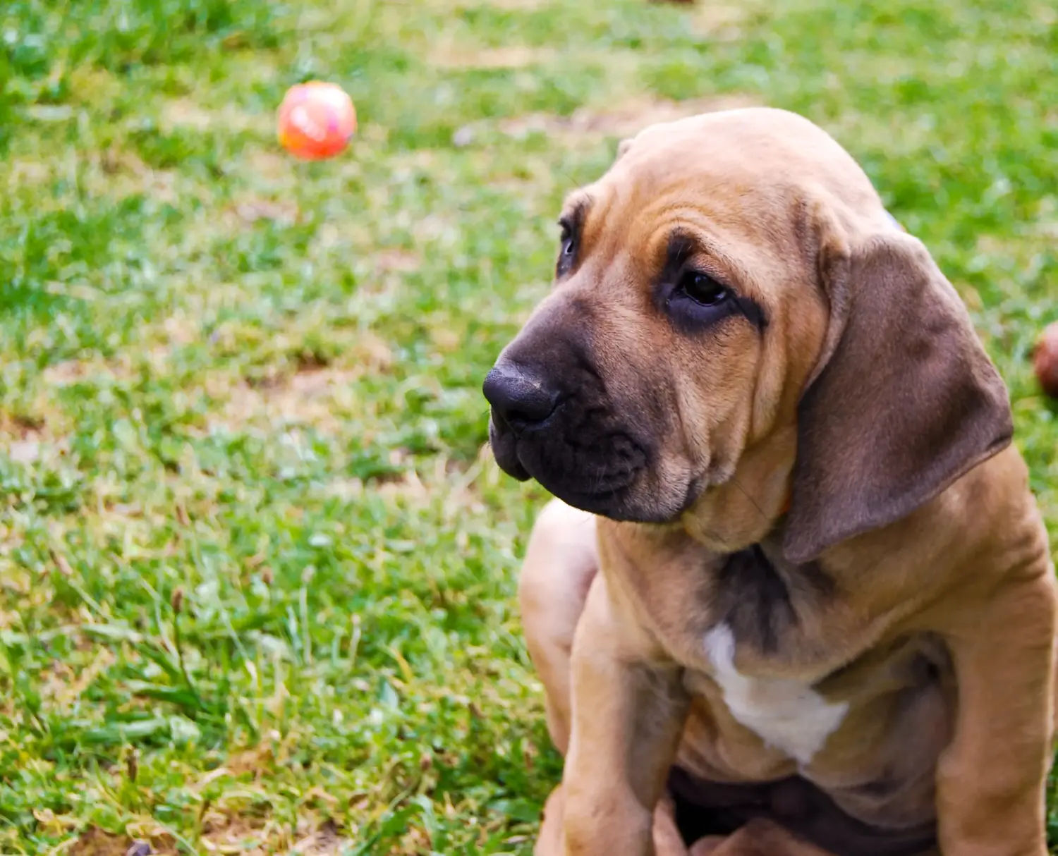 Einen Fila Brasileiro Welpen zu kaufen, bedeutet Verantwortung zu übernehmen! Fila Brasileiro Welpen kaufen.