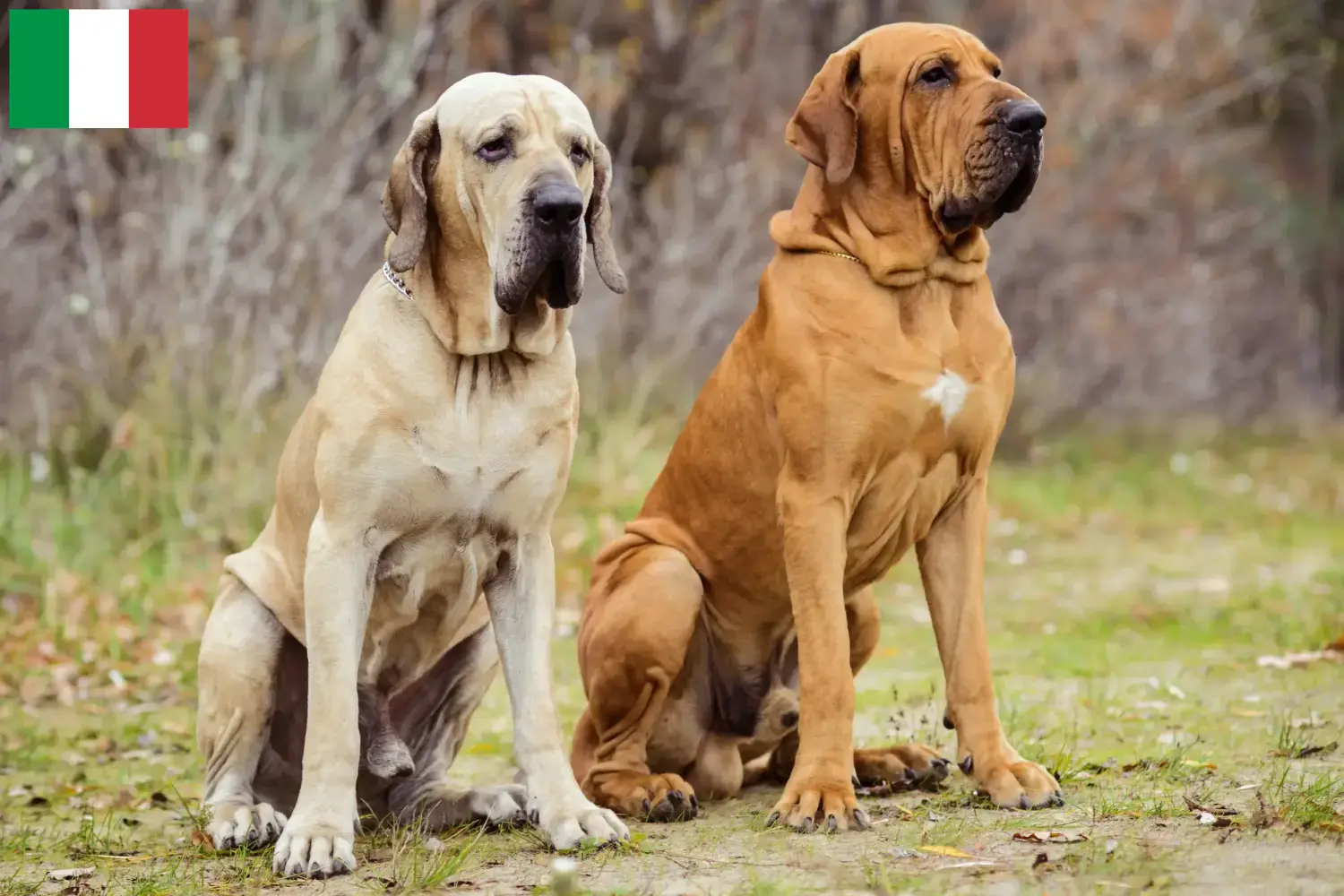 Fila Brasileiro Welpen und Züchter Italien Hier findest Du Fila Brasileiros Züchter in Italien.