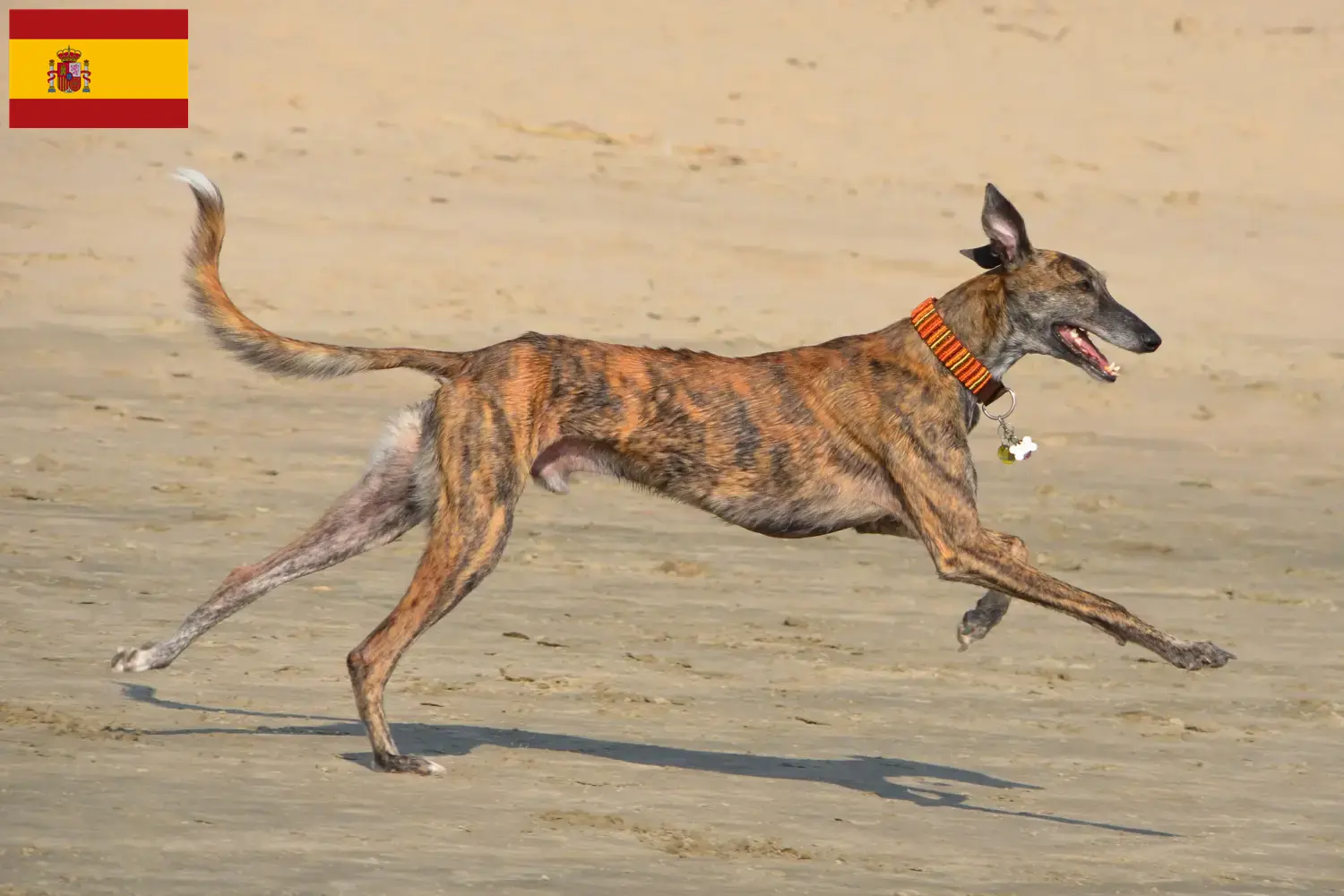 Galgo Espanol Welpen und Züchter Spanien Hier findest Du Galgo Espanols Züchter in Spanien.