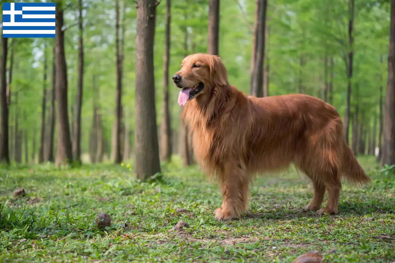 Golden Retriever Welpen und Züchter Griechenland Hier findest Du Golden Retriever Züchter in Griechenland.