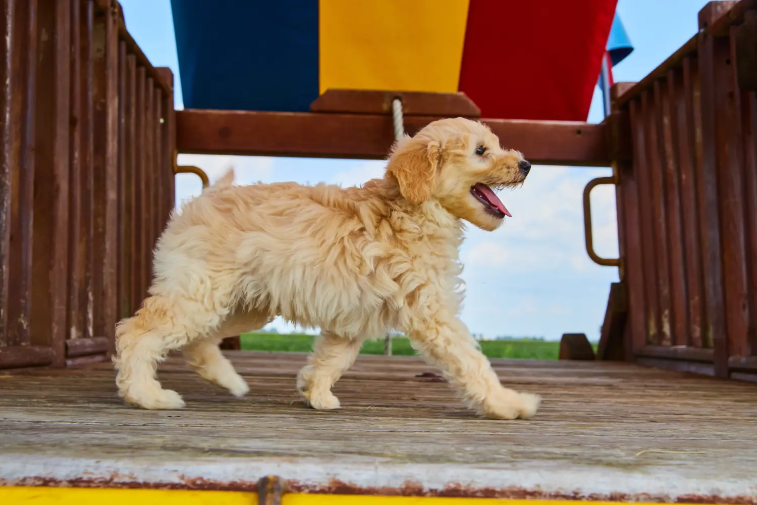 Einen Goldendoodle Welpen zu kaufen, bedeutet Verantwortung zu übernehmen! Goldendoodle Welpen kaufen.