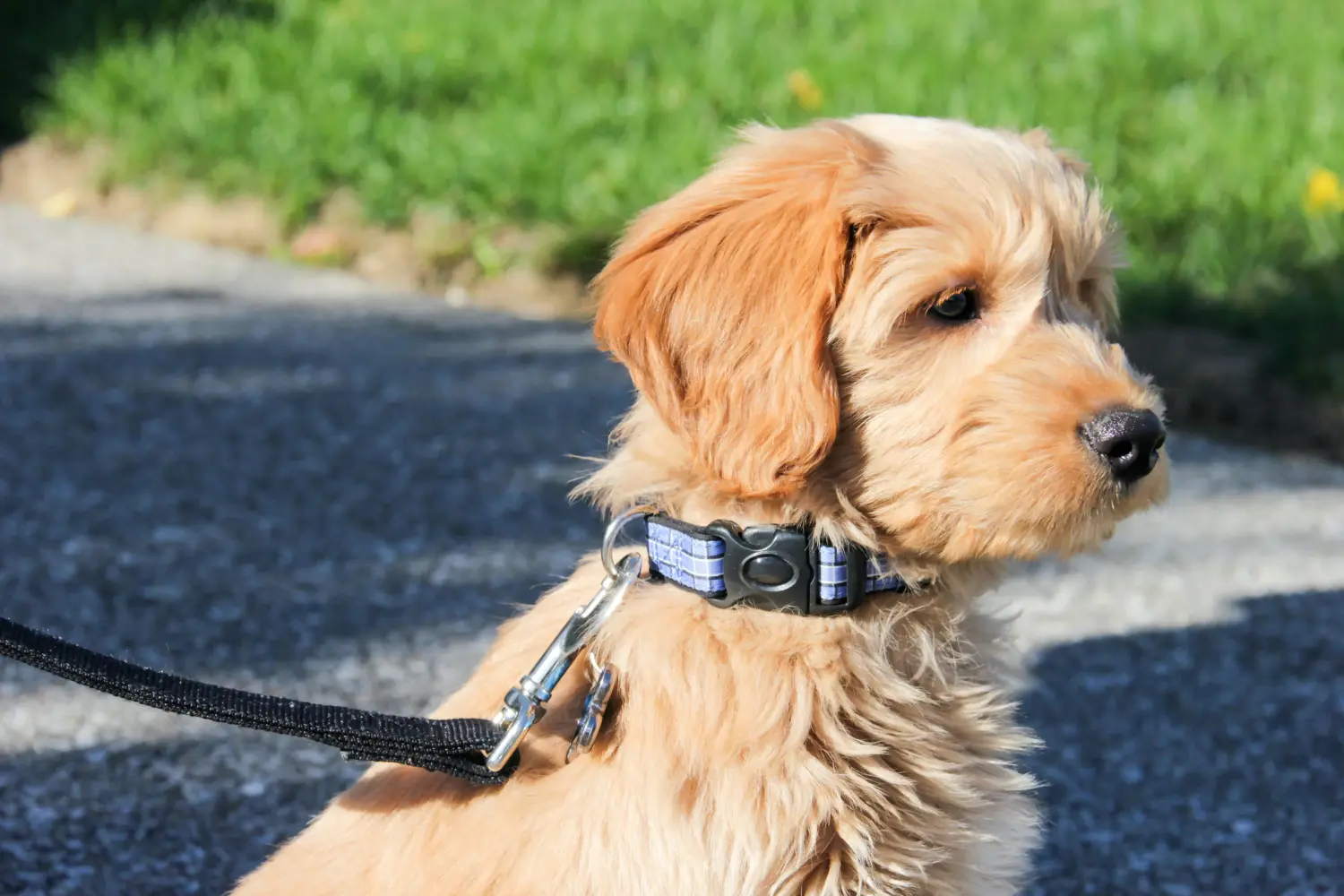 Einen Goldendoodle Welpen zu kaufen, bedeutet Verantwortung zu übernehmen! Goldendoodle Welpen kaufen.
