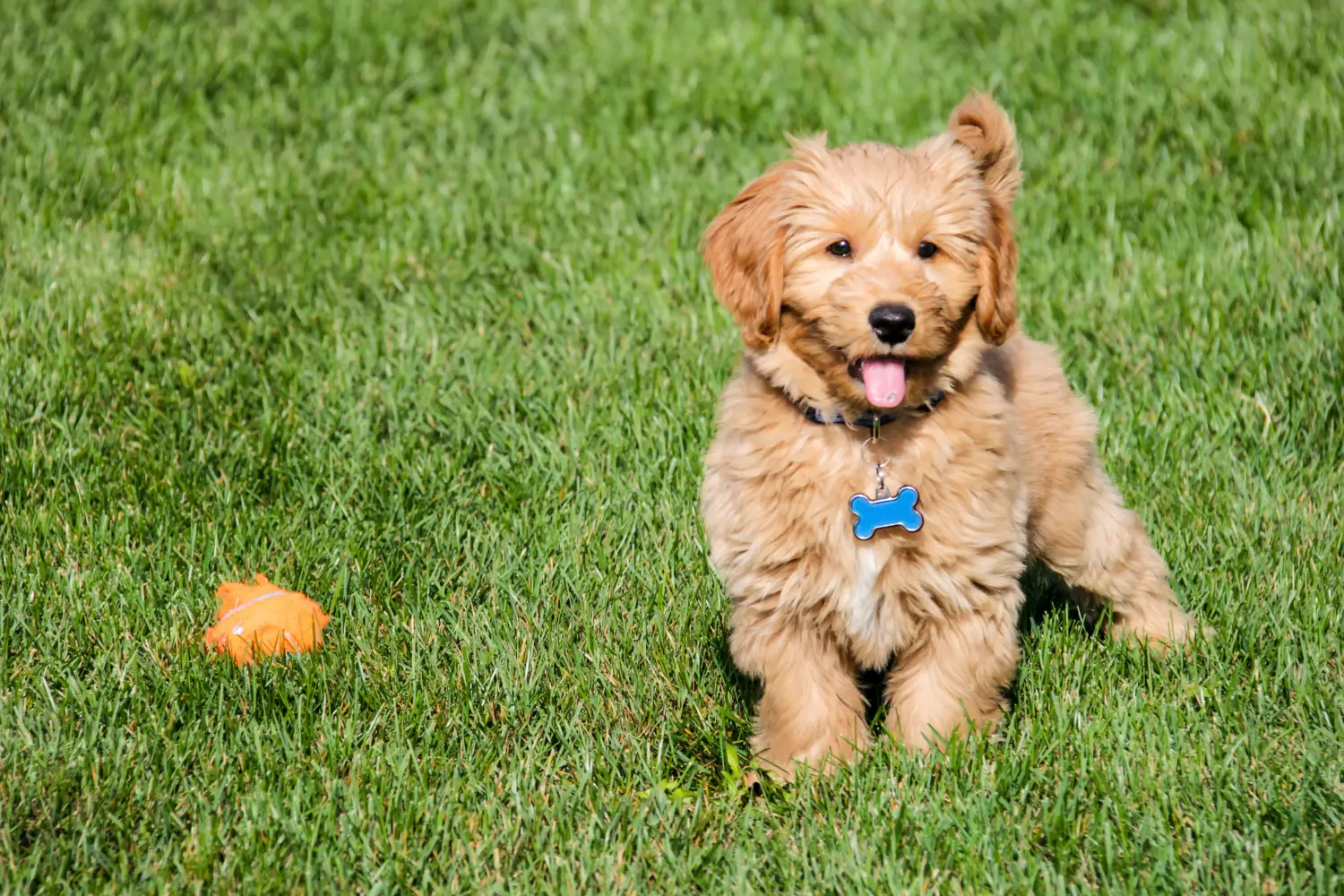 Einen Goldendoodle Welpen zu kaufen, bedeutet Verantwortung zu übernehmen! Goldendoodle Welpen kaufen.